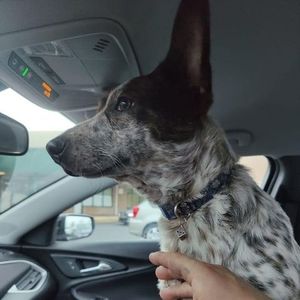 Meet your Posher, Josh